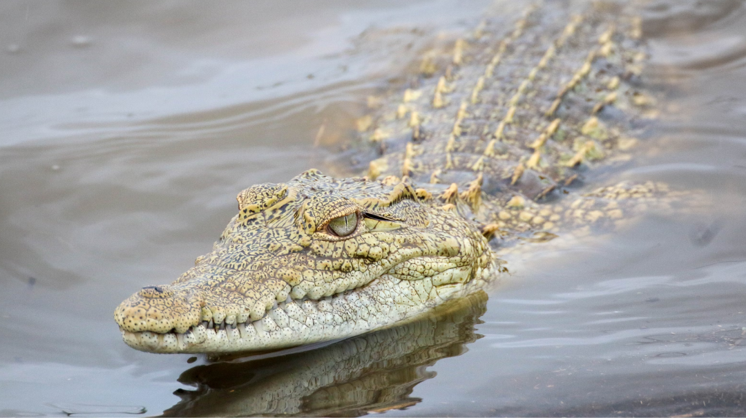 An emotional support alligator owner confirmed the worst after this bad situation