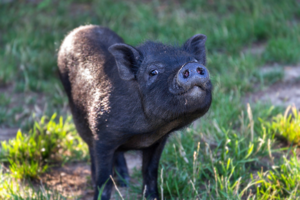 Small,Domestic,Vietnamese,Baby,Mini,Pig,Running,On,Green,Grass