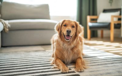 San Diego Burglar Took a Nap While a Golden Retriever Begged Him to Play Fetch