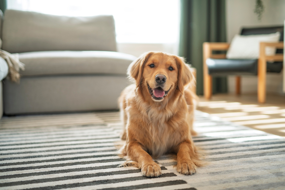 San Diego Burglar Took a Nap While a Golden Retriever Begged Him to Play Fetch